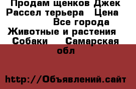 Продам щенков Джек Рассел терьера › Цена ­ 25 000 - Все города Животные и растения » Собаки   . Самарская обл.